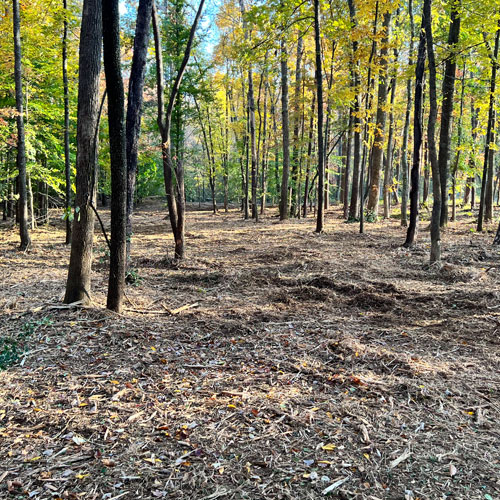 beautiful forest floor after mulching